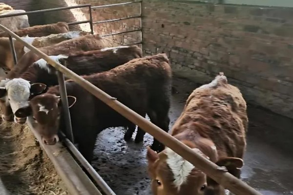 牛流行热的病原,属于弹状病毒科