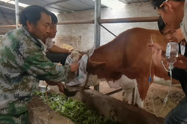 牛流行热的病原,属于弹状病毒科