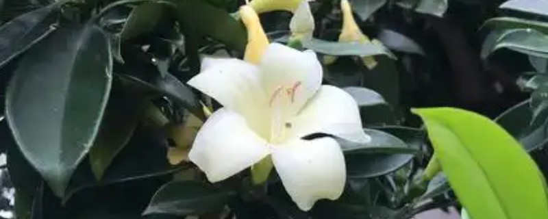 灰莉能水培吗，最好是在春季进行
