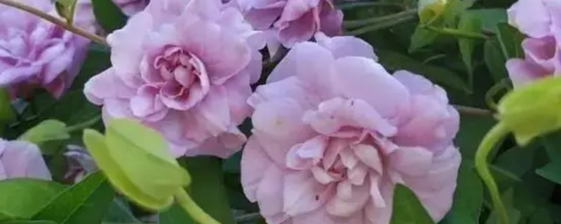 藤牡丹的花期，在6月份或者11月份