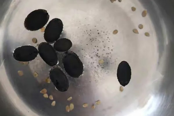 丝瓜种子的催芽方法，用温水浸种24小时再用高锰酸钾浸泡10-15分钟
