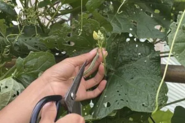 丝瓜种子的催芽方法，用温水浸种24小时再用高锰酸钾浸泡10-15分钟