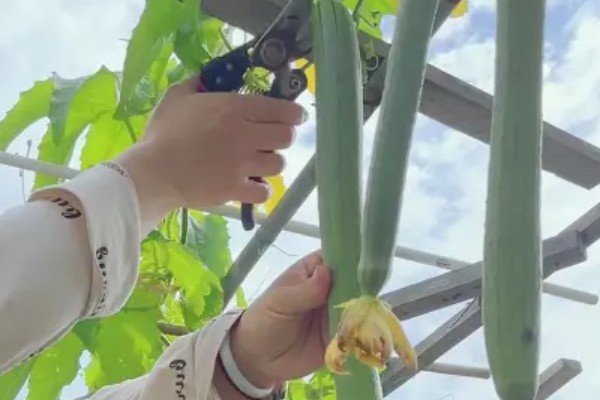 丝瓜种子的催芽方法，用温水浸种24小时再用高锰酸钾浸泡10-15分钟
