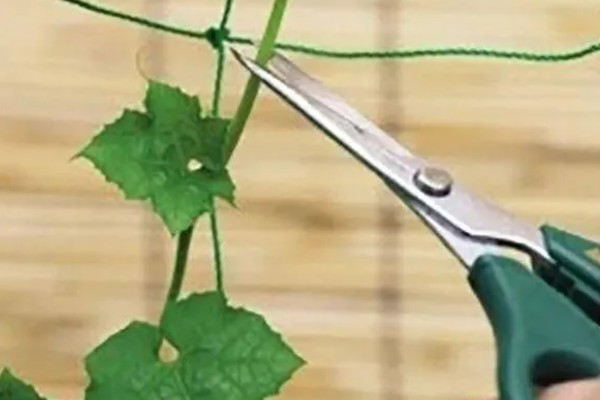 丝瓜种子的催芽方法，用温水浸种24小时再用高锰酸钾浸泡10-15分钟