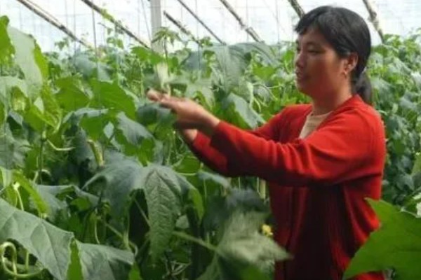 丝瓜种子的催芽方法，用温水浸种24小时再用高锰酸钾浸泡10-15分钟