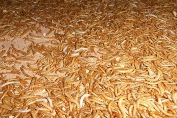 怎么养殖黄粉虫，要做好防逃措施