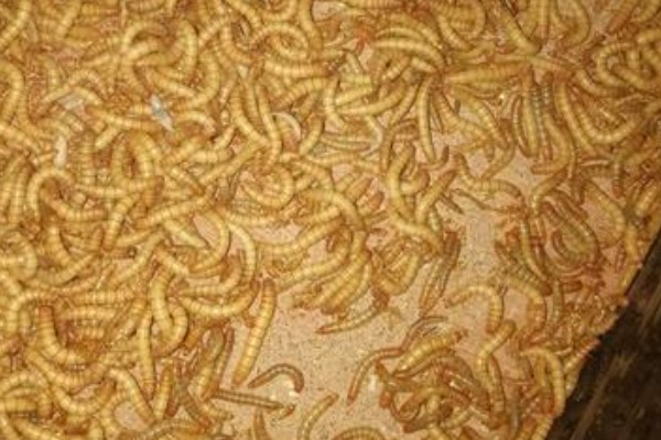 怎么养殖黄粉虫，要做好防逃措施