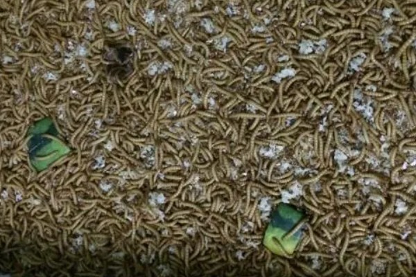怎么养殖黄粉虫，要做好防逃措施