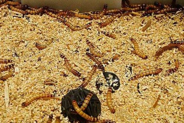 怎么养殖黄粉虫，要做好防逃措施
