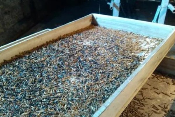 怎么养殖黄粉虫，要做好防逃措施