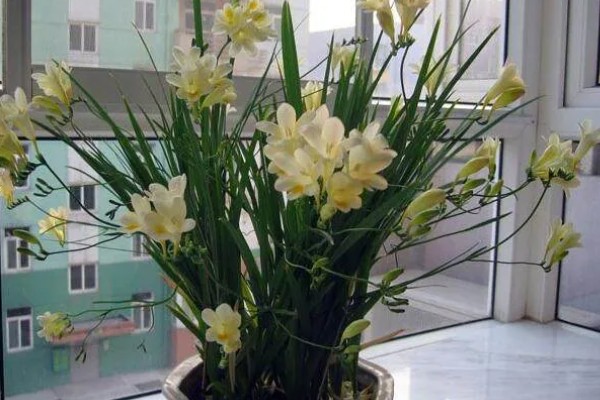 香雪兰倒伏怎么处理，需建立支架