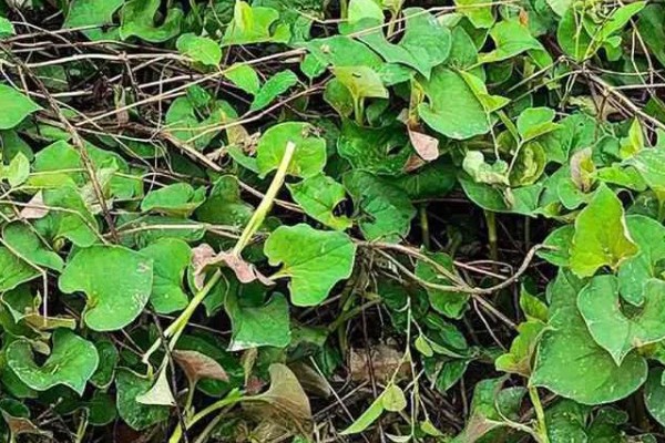 鱼腥草有没有毒，属于无毒植物