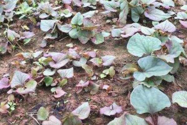 鱼腥草有没有毒，属于无毒植物