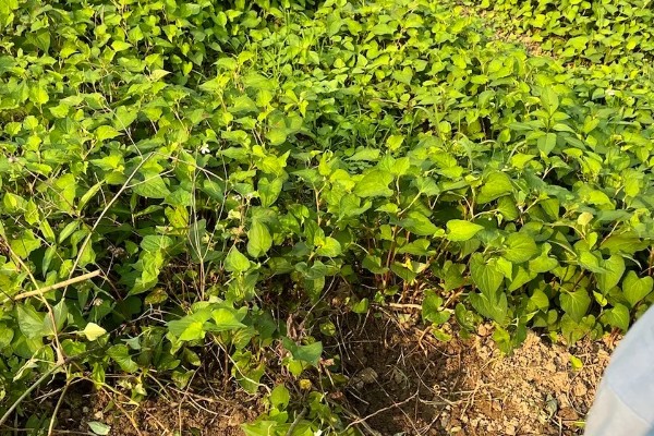 鱼腥草有没有毒，属于无毒植物