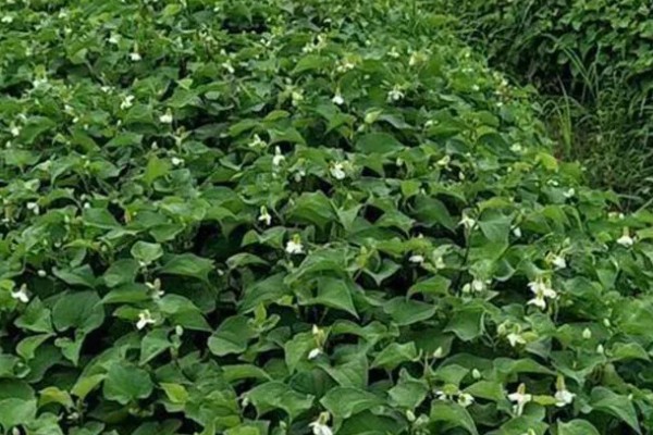 鱼腥草有没有毒，属于无毒植物