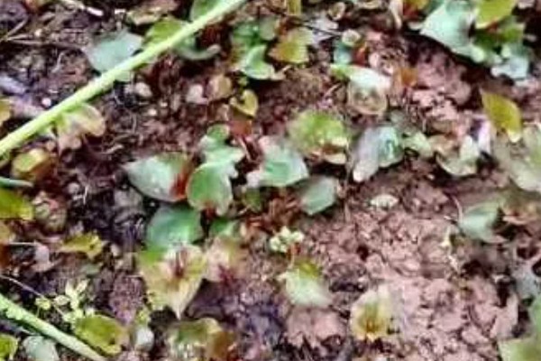鱼腥草有没有毒，属于无毒植物