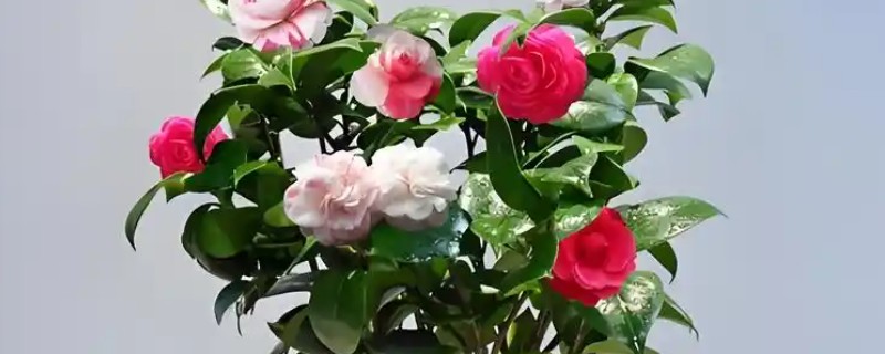盆栽茶花的施肥方法，盛夏不宜施肥