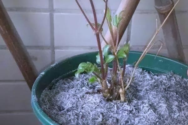 艾灰能放花盆养花吗，可以用来养花