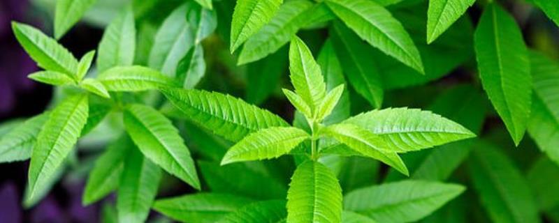 夜蚊子怕什么植物，它们害怕驱蚊草、清香木等