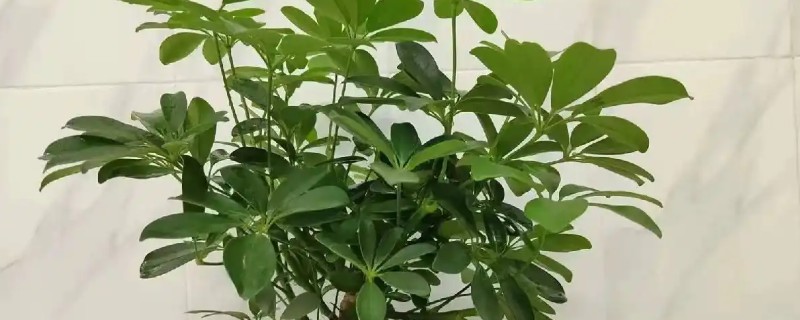 七叶莲能吸甲醛和净化空气吗，效果不是非常明显