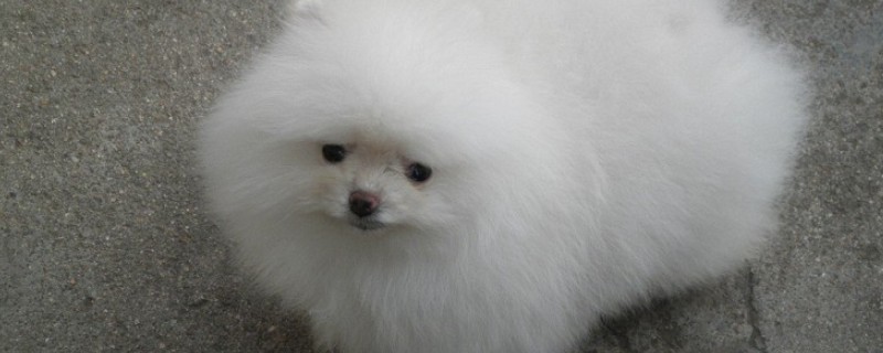 俊介是什么狗，属于哈多利系博美犬