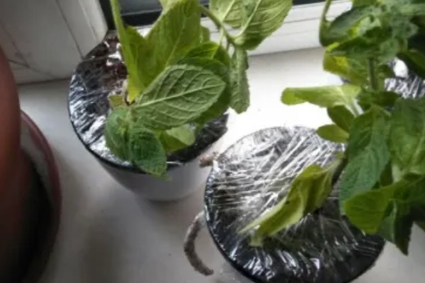 北方冬季薄荷的养护方法，在晴天的午后要通风透气