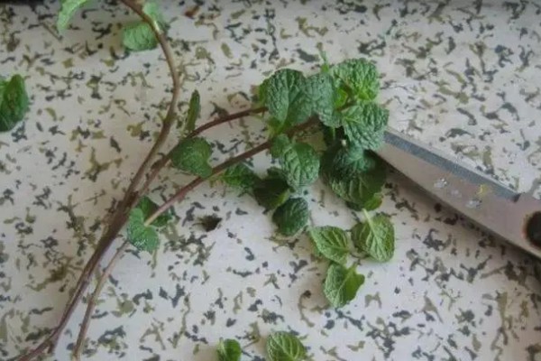 北方冬季薄荷的养护方法，在晴天的午后要通风透气