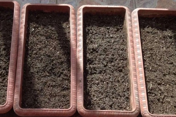 北方冬季薄荷的养护方法，在晴天的午后要通风透气