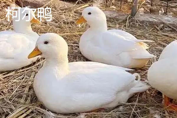 宠物鸭与普通鸭的区别是什么，品种和颜色均不同