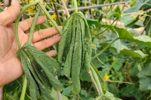 春冬黄瓜防受冻的方法，受冻后不可马上关闭风口升温