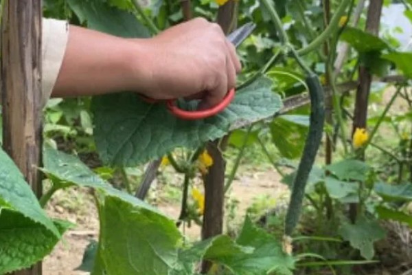 春冬黄瓜防受冻的方法，受冻后不可马上关闭风口升温