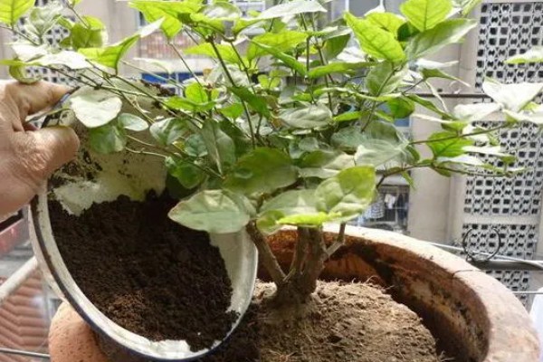 茉莉花不发芽的原因，可能是土壤黏性过重所致