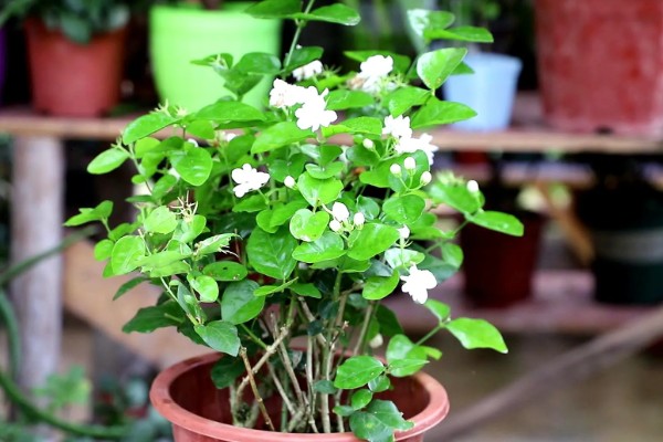 茉莉花不发芽的原因，可能是土壤黏性过重所致