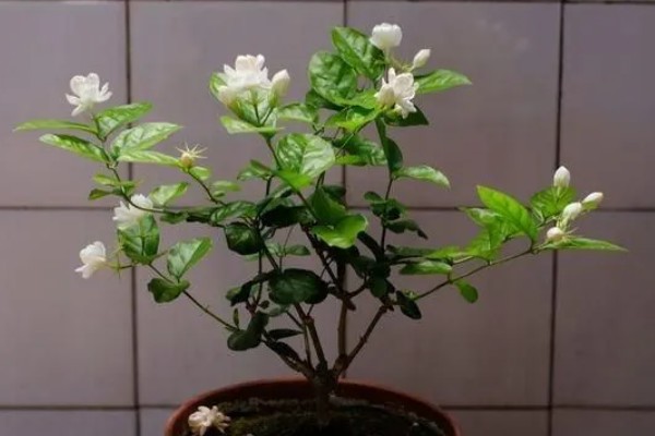 茉莉花不发芽的原因，可能是土壤黏性过重所致
