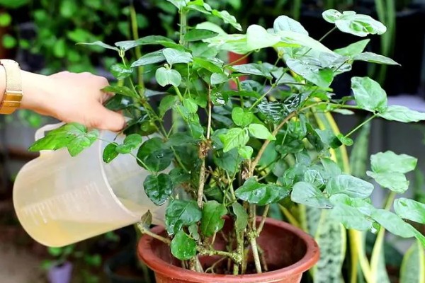 茉莉花不发芽的原因，可能是土壤黏性过重所致