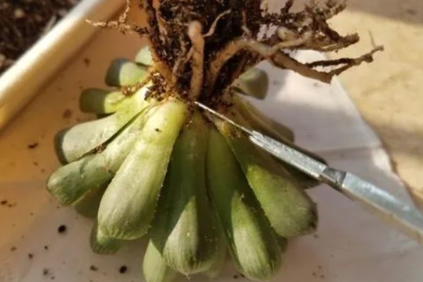 水培玉露的方法，先对根系进行修剪