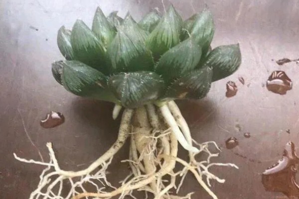 水培玉露的方法，先对根系进行修剪