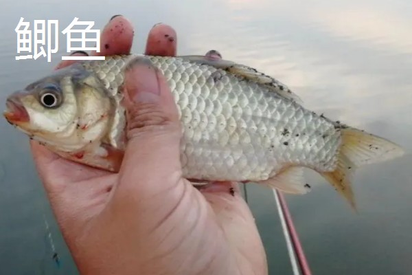 海夕钩3号好用还是4号好用，没有固定标准应根据鱼情做选择