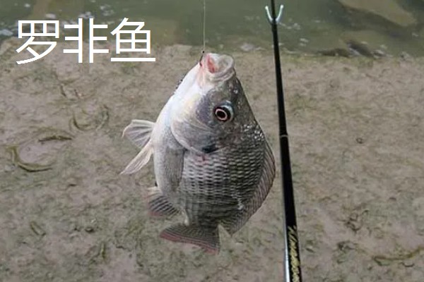 海夕钩3号好用还是4号好用，没有固定标准应根据鱼情做选择