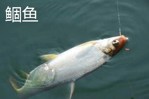 海夕钩3号好用还是4号好用，没有固定标准应根据鱼情做选择