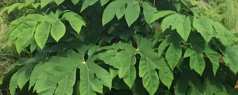 通草简介，根据炮制方式分为通草、朱砂制通草等