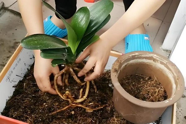 君子兰叶片下垂怎么办，缺少光照时要放在有阳光的位置养护