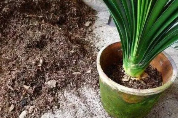 君子兰叶片下垂怎么办，缺少光照时要放在有阳光的位置养护