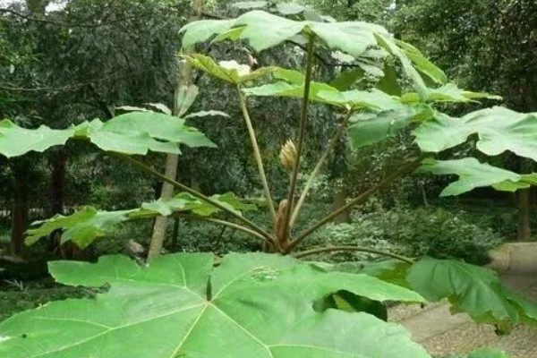 通草简介,根据炮制方式分为通草、朱砂制通草等