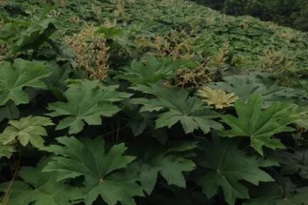 通草简介,根据炮制方式分为通草、朱砂制通草等