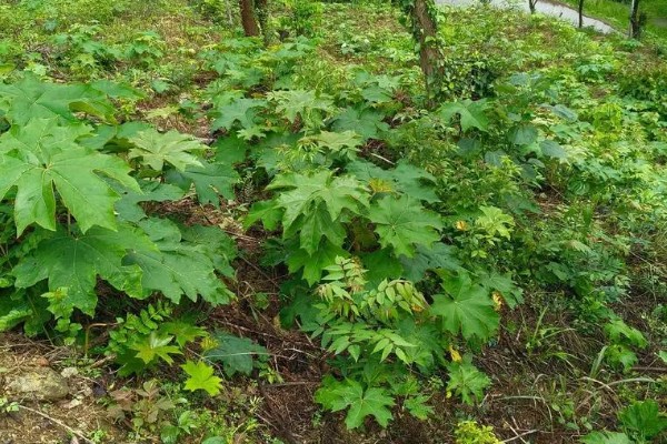 通草简介,根据炮制方式分为通草、朱砂制通草等
