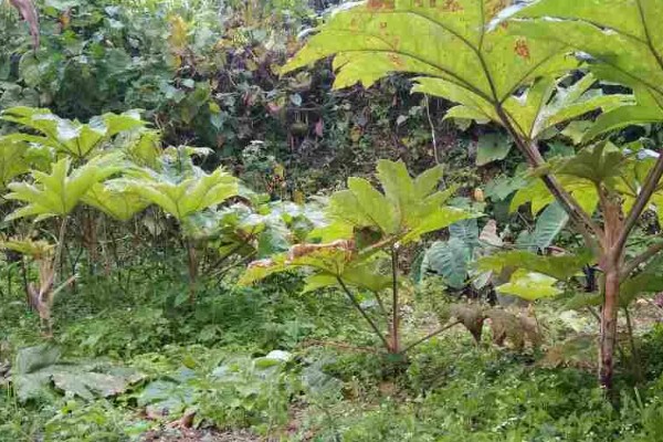 通草简介,根据炮制方式分为通草、朱砂制通草等