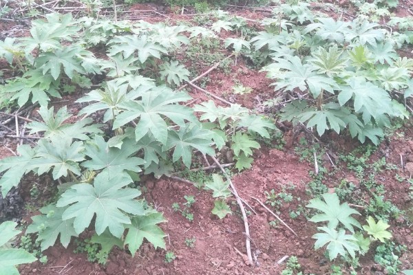 通草简介,根据炮制方式分为通草、朱砂制通草等