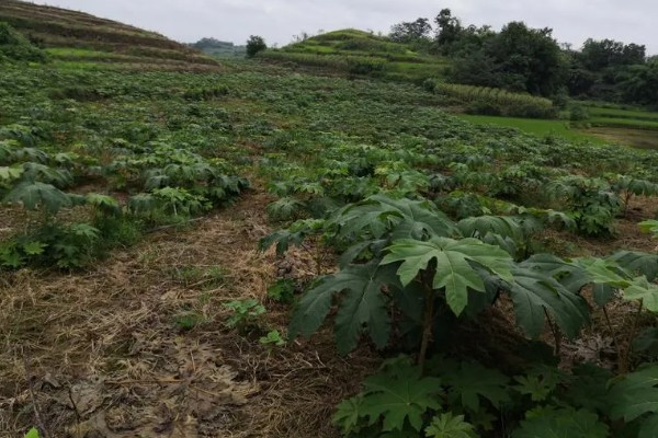 通草简介,根据炮制方式分为通草、朱砂制通草等