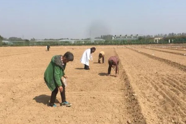 通草简介,根据炮制方式分为通草、朱砂制通草等